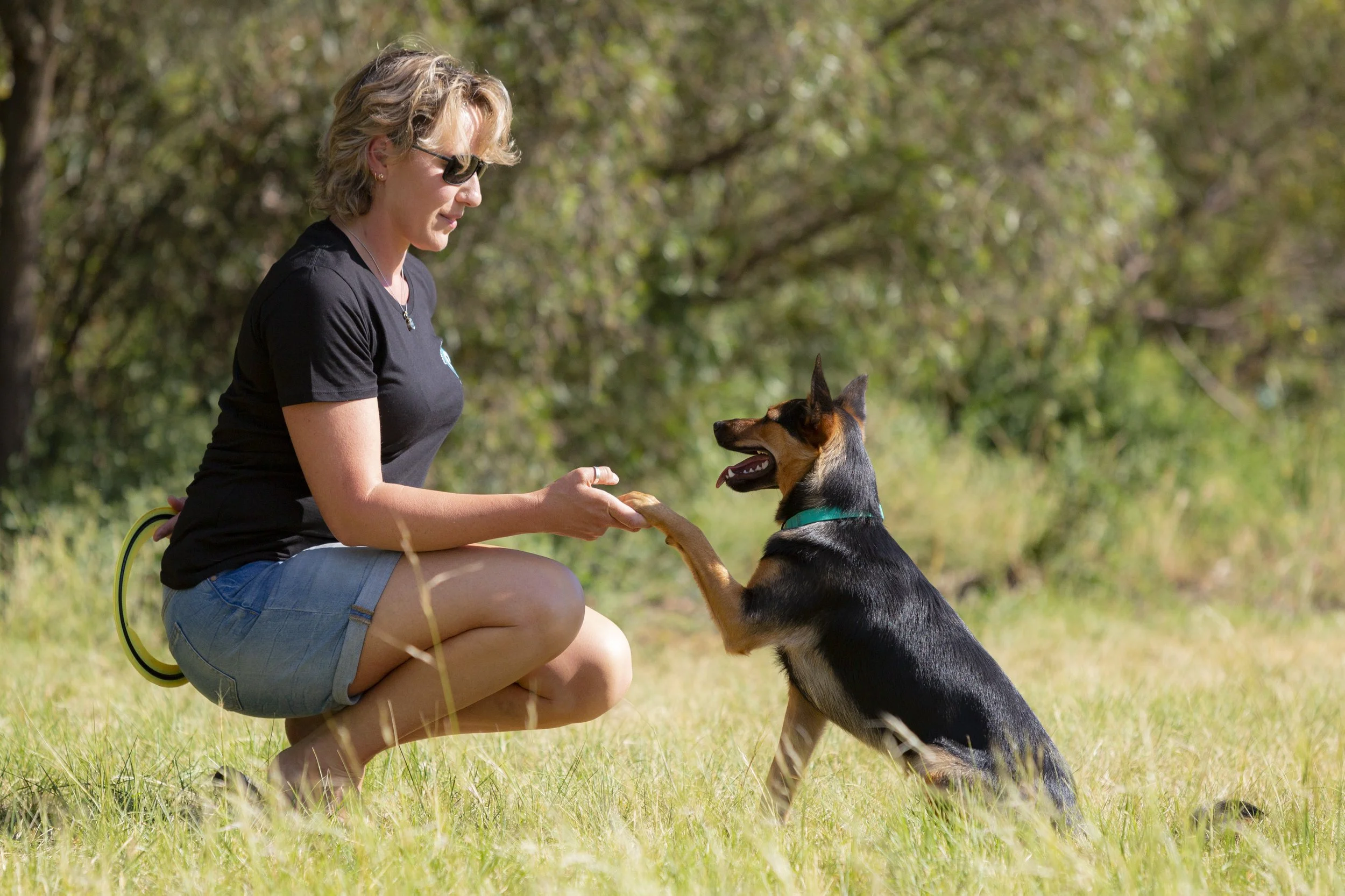 Shy Dog Training Phoenix AZ: Helping Timid Dogs Thrive